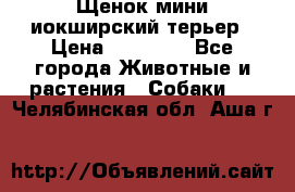 Щенок мини иокширский терьер › Цена ­ 10 000 - Все города Животные и растения » Собаки   . Челябинская обл.,Аша г.